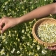 Female Hands Pick Camomile Herbal Flower Blooms To Wicker Dish - VideoHive Item for Sale