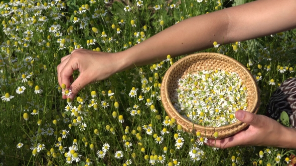 Female Hands Pick Camomile Herbal Flower Blooms To Wicker Dish