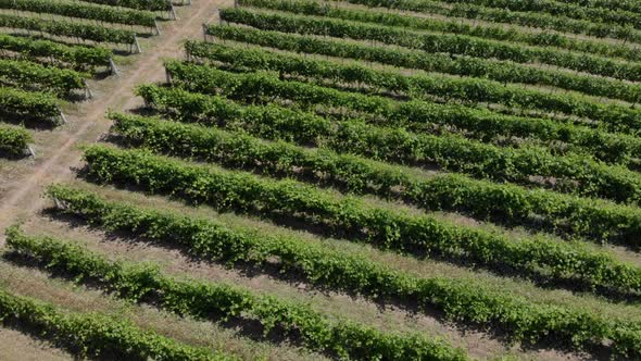 Aerial View of Vineyard. Beautiful Rows and Landscape alt
