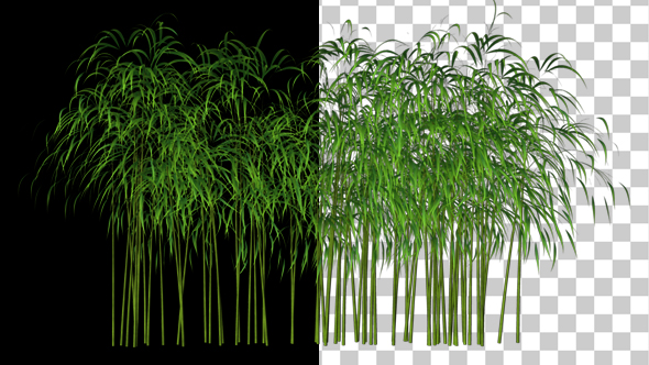 3D Bamboo Tree blowing in the Heavy Wind