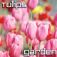 Tulips in Summer Garden - VideoHive Item for Sale