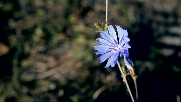 Common Chicory Flower in Summer