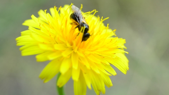 Bee Collects Pollen on Yellow Dandelion