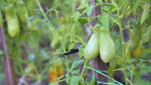 Green Tomatoes on a Branch with Green Leaves.