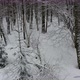 Flying above snow covered trees in winter forest. Shot from drone. - VideoHive Item for Sale