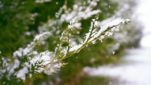 Snowy Tree