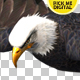Eagle 01 - VideoHive Item for Sale