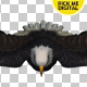 Eagle 02 - VideoHive Item for Sale