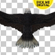 Eagle 03 - VideoHive Item for Sale
