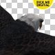 Eagle 05 - VideoHive Item for Sale