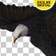 Eagle 06 - VideoHive Item for Sale