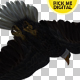 Eagle 08 - VideoHive Item for Sale