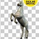 White Horse Rearing 02 - VideoHive Item for Sale