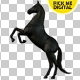 Black Horse Rearing 01 - VideoHive Item for Sale
