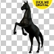 Black Horse Rearing 02 - VideoHive Item for Sale