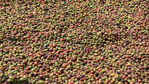 Background of Raw Coffee Beans