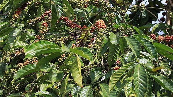 Berries Coffee Branch