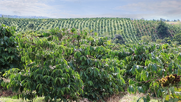 Coffee Plantations of Eastern Vietnam