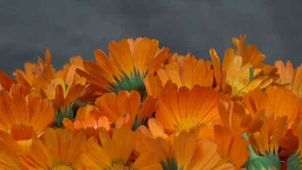 Marigold Calendula Officinalis Herb Flower Blooms