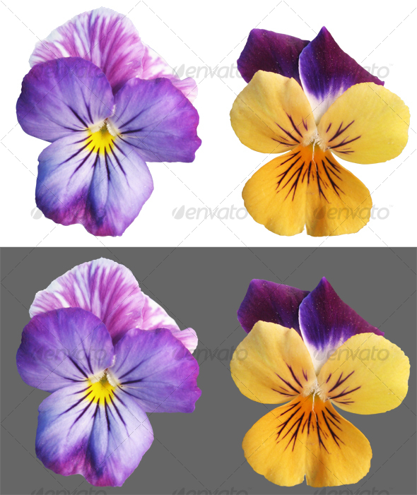 Two Pansy flowers - Nature & Animals Isolated Objects