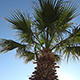 Pineapple Palm Tree Against Clear Blue Sky - VideoHive Item for Sale