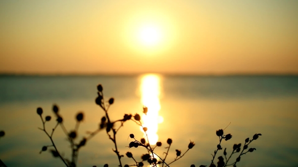 Sunrise or Sunset Over Sea or River with a Silhouette of Plant