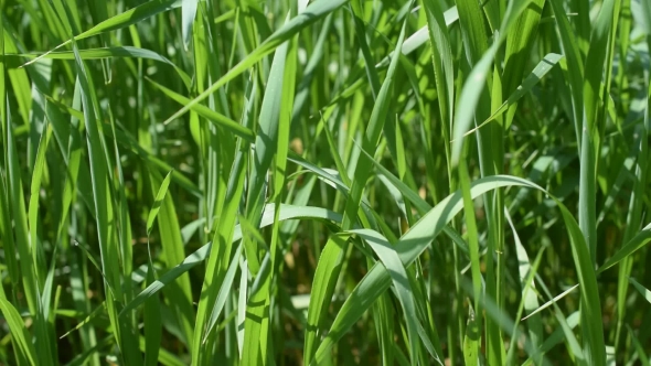 Lush Blades of Green Grass in a Meadow