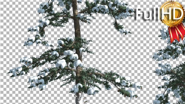 Snow on White Fir Two Thin Trees Coniferous alt