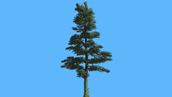 White Fir Thin Trunk and Branches Coniferous alt