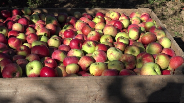Wooden Crate Full of Harvested Apples in Farm Orchard Fruit Tree. Tilt Up