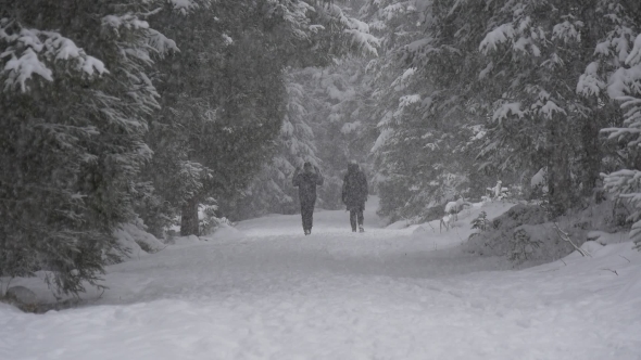 People Walk in Snowfall in the Forest