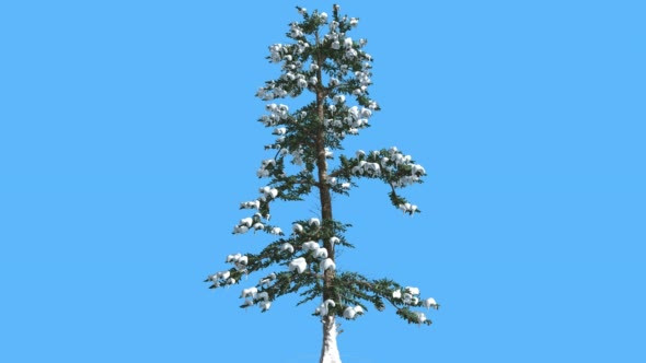 White Fir in Winter Snow on Branches Coniferous alt