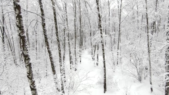 Aerial View of a Forest at Winter