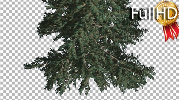 White Fir Crown Turned Down Coniferous Evergreen alt