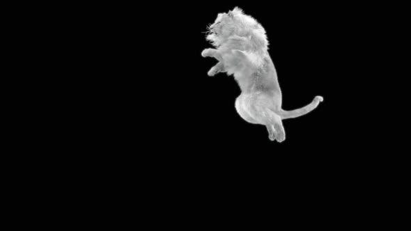 71 White Lion Jumping Down HD alt