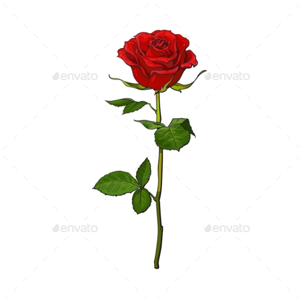 Deep Red, Ruby Rose with Green Leaves, Isolated - Valentines Seasons/Holidays