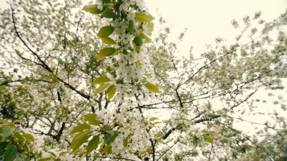 Beautiful Big Tree with White Flowers