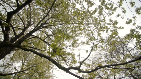 Beautiful Big Tree with White Flowers