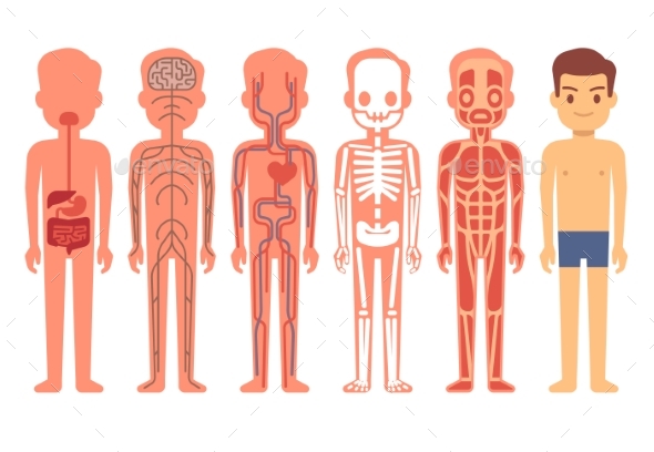 Human Body Anatomy Vector Illustration Male - People Characters