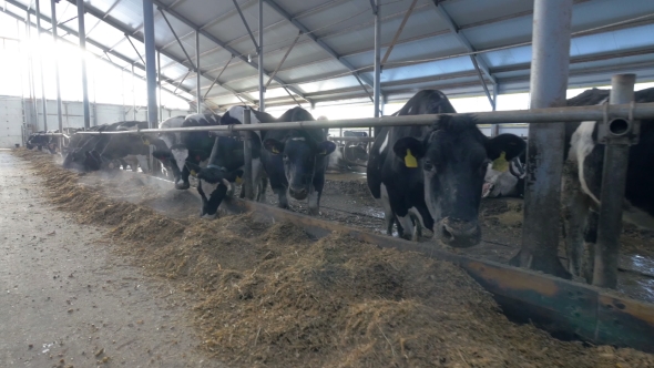 Many Cows, Flock in Farm, Stock Footage | VideoHive
