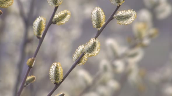Spring Willow Branches Bloom on a Blurred alt