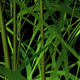 3D Growing Bamboo Trees Transition - VideoHive Item for Sale