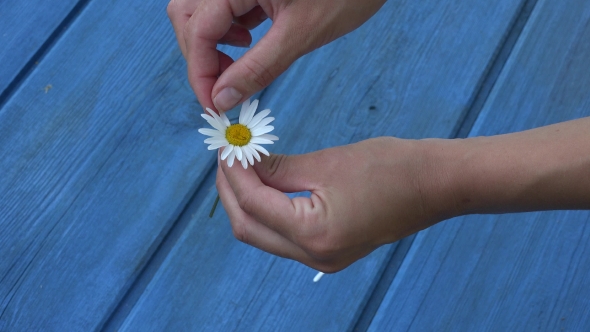 Woman Hands Tear Off Daisy Flower Petals on Blue Board Background