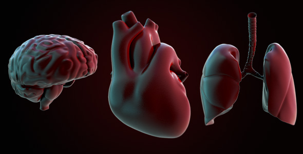 Heart Lungs and Brain by Pablo3dpl | VideoHive