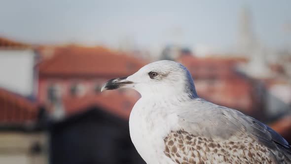 City wildlife. A juvenile seagull observes his surroundings. Porto Portugal. Shallow Focus. alt