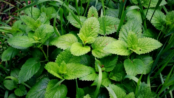 Green Lemon Balm and Grass Blades Fill the Frame