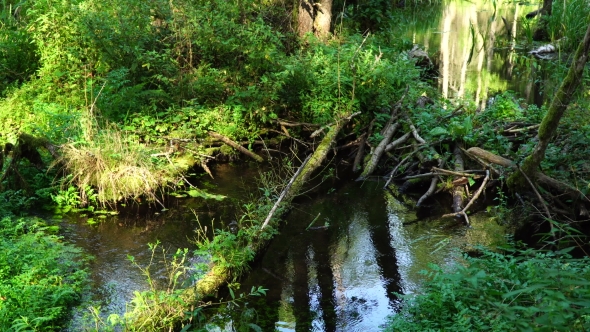 Forest Stream Among the Green Plants, Beaver Dam, Clear Water