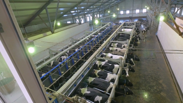 Automated Milking of Cows at a Farm., Stock Footage | VideoHive