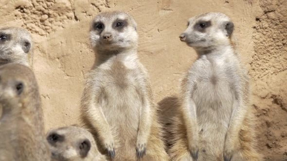 Group of Suricates Stand Sentry alt