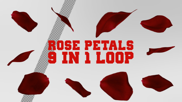 Rose Petals Rotation